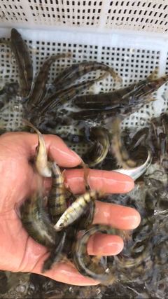 攜手共拓生態養殖新藍海 溪石斑魚（光唇魚）養殖與水質改良劑研發合作邀約