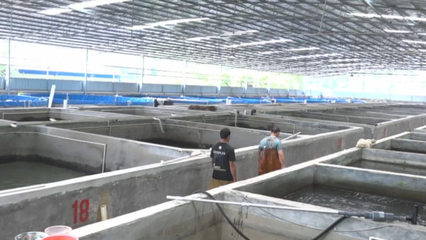 梧州市陸基設施化養殖蓬勃發展，建成圓池超680個引領漁業升級