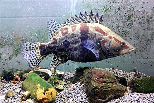 鱖魚養殖 2020年市場價格、養殖前景、技術革新與水質管理