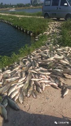 超40℃熱害席卷22省，魚類養殖如何破局求生？