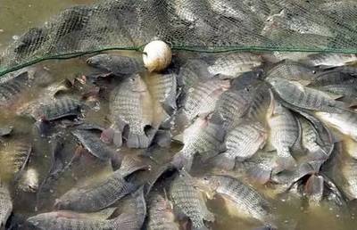 水質(zhì)改良劑研發(fā)大佬，30畝魚(yú)塘年入40萬(wàn)，揭秘“富養(yǎng)”羅非魚(yú)的致富經(jīng)