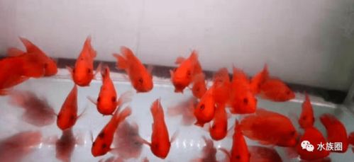 魚(yú)友養(yǎng)不好觀賞魚(yú)的癥結(jié) 水質(zhì)改良劑背后的科學(xué)認(rèn)知