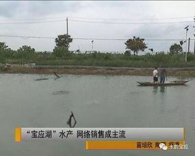 寶應(yīng)湖水產(chǎn) 網(wǎng)購(gòu)直達(dá)的新鮮美味，背后的水質(zhì)改良劑科技