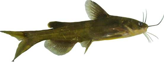 “黃優(yōu)1號(hào)”人工繁殖、健康養(yǎng)殖與水質(zhì)改良劑研發(fā)關(guān)鍵技術(shù)