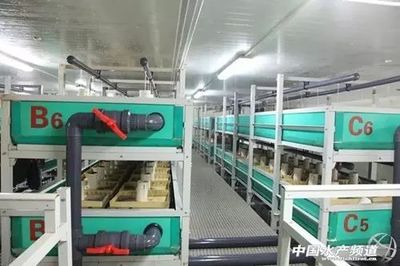 工廠化循環(huán)水養(yǎng)殖 魚(yú)類養(yǎng)殖技術(shù)的“高大上”革命