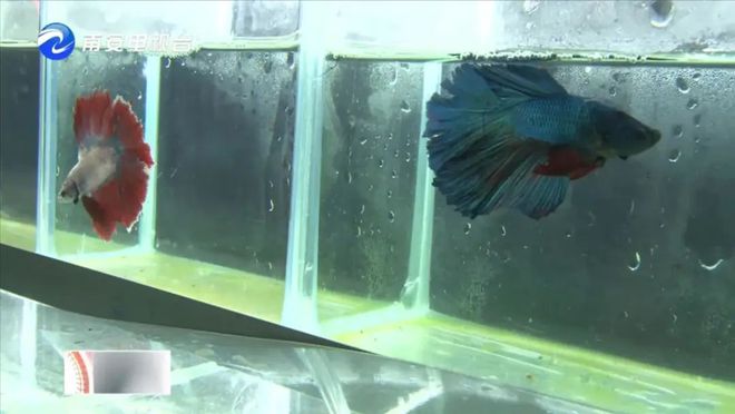 90后小伙的“斗魚(yú)”夢(mèng) 從南安到全國(guó)，以科技“游”出泰國(guó)斗魚(yú)養(yǎng)殖新天地